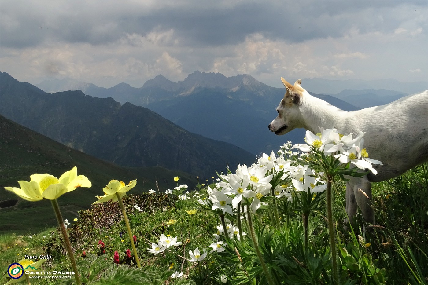 65 Anemone narcissino e pulsatilla sulfurea con vista in Pizzo Camino .JPG